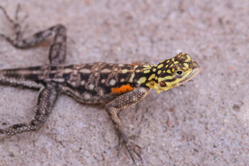 Siedleragame zeigt ihr buntes Schuppenkleid
