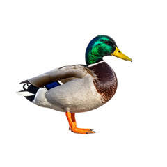 Obraz premium mallard duck stands gracefully, showcasing its striking green head, brown chest, and orange feet. This beautiful bird is often found in wetlands and parks, embodying nature charm