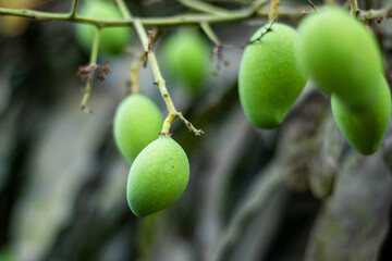 Raw mango is the unripe, green fruit of Mangifera indica, firm and tangy