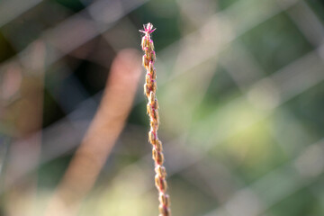 Scientific Name Achyranthes aspera. Common Names Devils Horsewhip