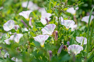 Morning Glory flowers. white blossoms  on the lawn.