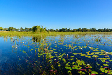 Tranquil river landscape with blue water lilies (Nymphaea nouchali) in the Okavango Delta, Botswana,