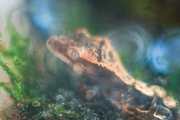 Gecko