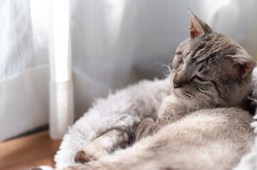 窓辺でこちらを見つめる可愛い猫　シャムトラ猫	