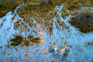 Aerial view of South African giraffe or Cape giraffe (Giraffa camelopardalis giraffa) wading through flood plains in the Okavango Delta. Botswana.
