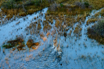 Aerial view of South African giraffe or Cape giraffe (Giraffa camelopardalis giraffa) wading through flood plains in the Okavango Delta. Botswana.