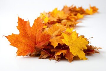 Fototapeta premium Autumnal Maple Leaves Cascade on White Background Studio Shot Seasonal Fall Foliage in Vivid Colors