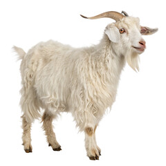Obraz premium Majestic white goat standing proudly with curly fur isolated on white background
