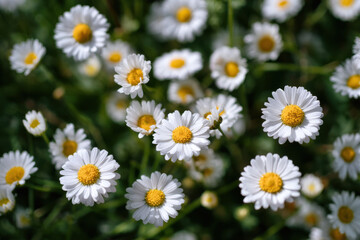 Obraz premium A field of delicate white daisies basking in sunlight, their yellow centers vibrant against the green foliage. Close-up view showcasing the intricate details of each blossom. : Generative AI