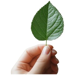 Hand holding green leaf nature scene close-up photography outdoor setting natural light eco-friendly concept