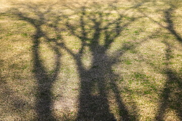 枯れ芝に映る木の影がデザイン的な背景素材