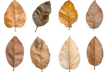 Fototapeta premium Isolated arrangement of eight autumn leaves on white background studio shot centered view botanical illustration autumnal foliage