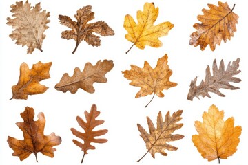 Assortment of Oak Leaves Displaying Autumnal Colors Isolated on White Background Studio Shot Overhead View
