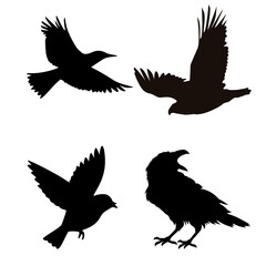 ilustration of silluette birds black and white