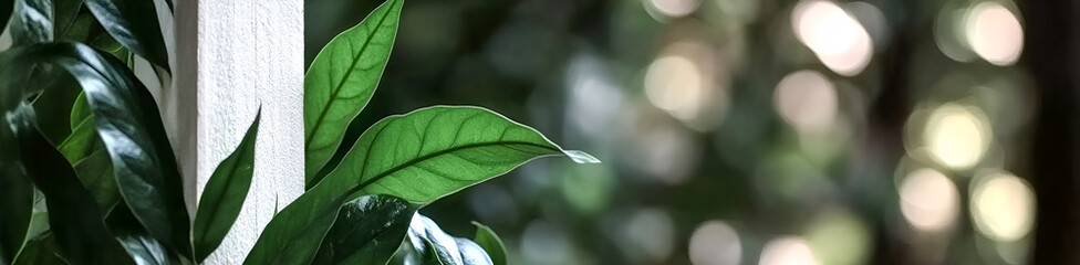 Close up of vibrant green plant leaves next to a textured white surface with soft bokeh effect background for natural aesthetic