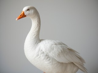 Obraz premium Majestic White Goose Portrait, Natural Light
