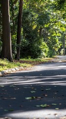 Obraz premium Sunlight and Shadow Play on a Forest Road Low Angle View in Autumn with Fallen Leaves and Tall Trees Creating a Serene Scene
