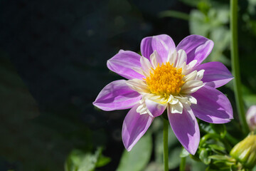 Close-Up of a Vibrant Purple and Yellow Flower in Sunlight