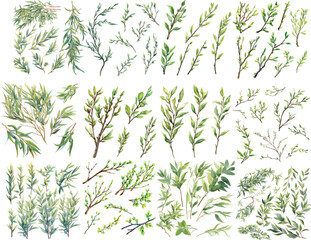 willow branch watercolor clipart © dian's