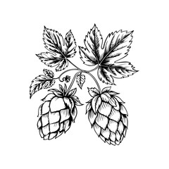 Illustration of beer hop in engraving style. Design element for poster, card, banner, sign, logo.