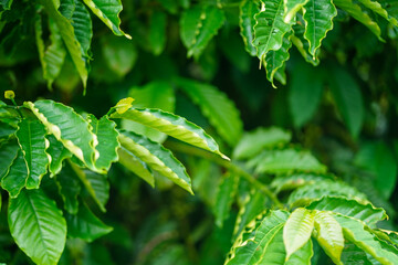 Close-up of Robusta coffee leaves