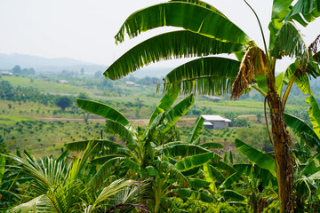 Lady finger bananas, a GI agricultural product of Chumphon Province. Musa (AA group) “Kluai Leb Mu Nang”. Banana plantation in Thailand.