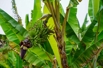 Lady finger bananas, a GI agricultural product of Chumphon Province. Musa (AA group) “Kluai Leb Mu Nang”. Banana plantation in Thailand.