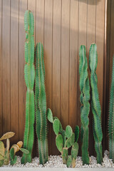 Little cactus pot plants on wooden wall background, succulent concept, copy space 
