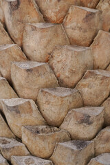 Background for cut trunk of palm 
