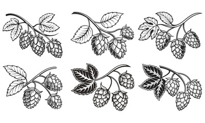 Hop Plant Vector Set – Detailed Black and White Botanical Line Art of Humulus Lupulus