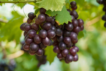 The black grapes grown in Thailand are very beautiful. Close-up of grapes. Greenhouse-grown grapes.