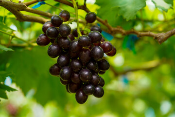 The black grapes grown in Thailand are very beautiful. Close-up of grapes. Greenhouse-grown grapes.