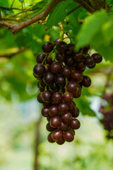 The black grapes grown in Thailand are very beautiful. Close-up of grapes. Greenhouse-grown grapes.
