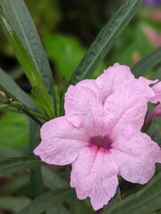 Pink Ruellia Flower Macro