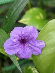 Purple Ruellia Flower with Green Leaves