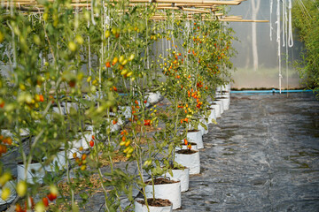 Greenhouse to grow tomatoes -   Tomatoes ripening on hanging stalk in greenhouse 