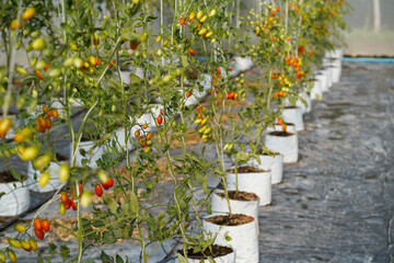 Greenhouse to grow tomatoes -   Tomatoes ripening on hanging stalk in greenhouse 