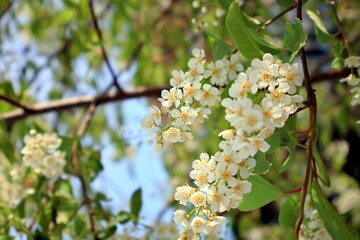 Trees in the city began to bloom and smell