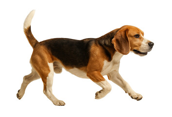 beagle on white background isolated on transparent or white background png