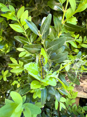 Obraz premium Cydalima perspectalis Pest on a boxwood hedge in the garden