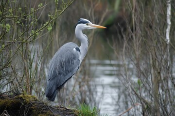 Heron Standing by a Riverbank