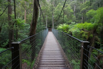 Hiking across a serene hanging bridge in the Tasmanian forest of Australia in the early morning light, Hiking in Australia forest Hanging bridge in Tasmania nature reserve park