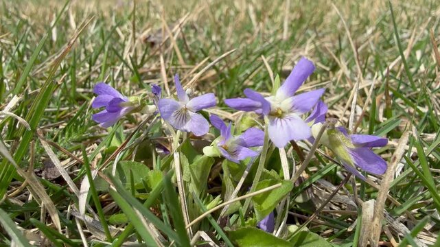 Vertical video of blooming Reichenbach delicate violet violets or wild forest violets (Lat. Viola  Reichenbachiana) on a forest glade on a sunny May day. Natural floral background. Top view, close-up