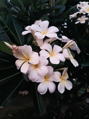 frangipani plumeria flower