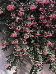 pink and white flowers