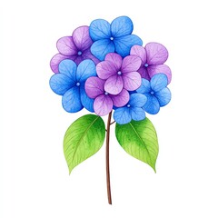 Vibrant Hydrangea Bouquet Watercolor Painting, showcasing blue and purple blossoms with lush green leaves against a stark white background.