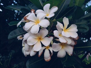 plumeria flowers on the tree