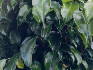 green leaves background