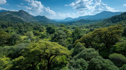 Fototapeta premium A nature reserve with trees, showcasing conservation efforts and promoting eco-friendly travel.