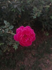 pink roses in a garden